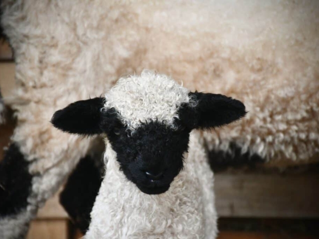 Mouton Nez Noir du Valais