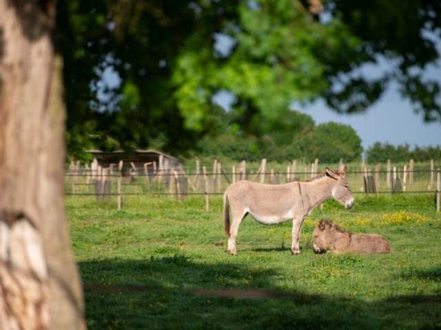 Valentine et Nova, deux ânesses du Cotentin.