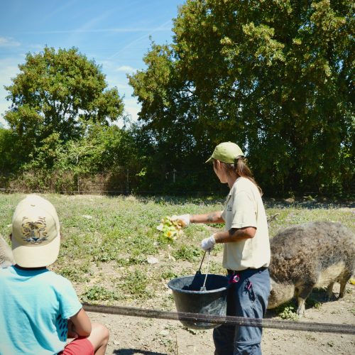 Animation "Nourrissage des Mangalitzas"