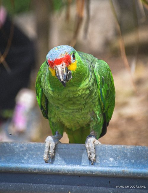 perroquet-eko